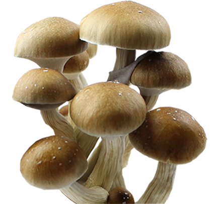 Psilocybe Cubensis Hollandia Sporenspritze